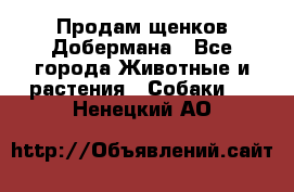 Продам щенков Добермана - Все города Животные и растения » Собаки   . Ненецкий АО